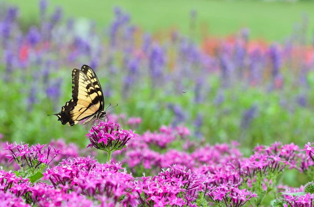 3 Tips for Attracting Butterflies to Your 花园 - Ritchie 饲料 & Seed Inc.